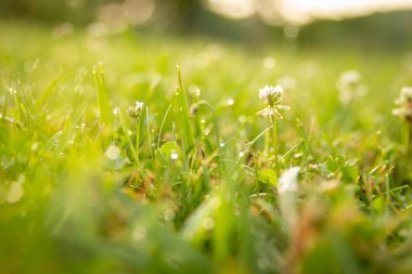 Sabah bir yonca çiçeği