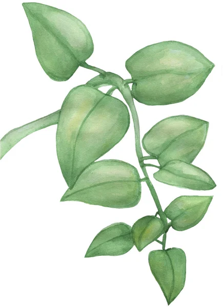 Gałąź Zielony Domostwo Niewielki Liść Biały Tło Ilustracja Akwarela — Zdjęcie stockowe