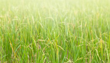 pirinç paddies, yakın çekim, doğal arka plan ve doku yumuşak f