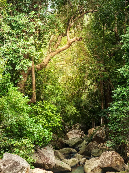 在热带丛林中的小山河。美丽明亮的拉 — 图库照片