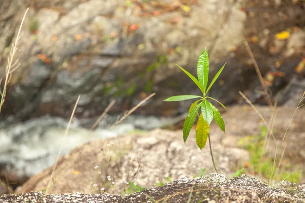 Palm bomen sprout groeien uit de steen. Mooie natuurlijke ba — Stockfoto