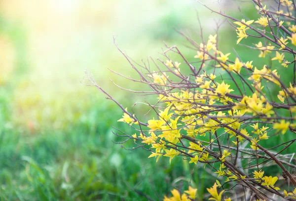 Belo fundo de primavera. Árvore florescendo com flores amarelas — Fotografia de Stock