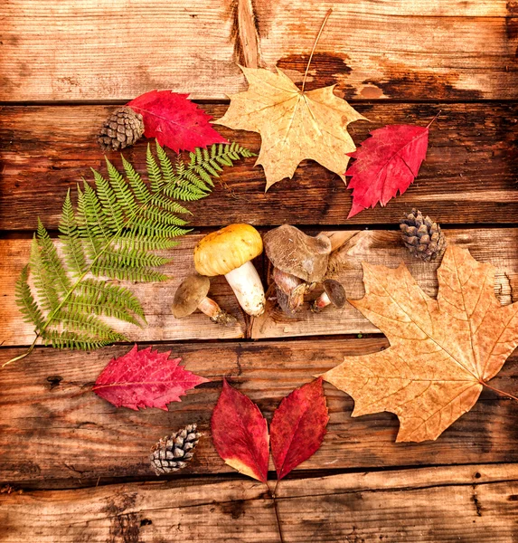 Concept of  autumn forest, yellow leaves, mushrooms and cones on — Stock Photo, Image