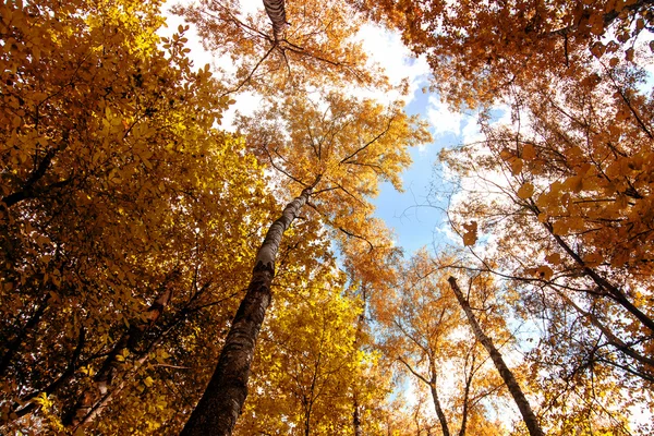 Árboles amarillos otoñales y cielo azul. Fondo de la naturaleza estacional. Ph —  Fotos de Stock