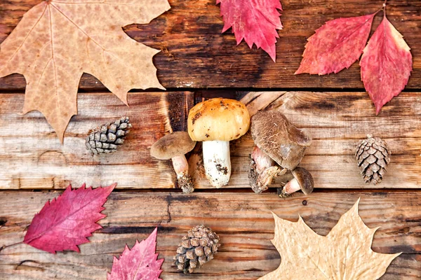 概念的秋天的树林，黄色树叶、 蘑菇和锥 — 图库照片