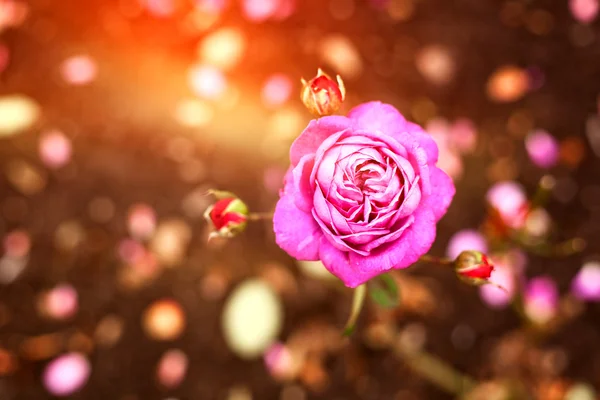 Hermosa rosa lila en el jardín de otoño, vista superior —  Fotos de Stock