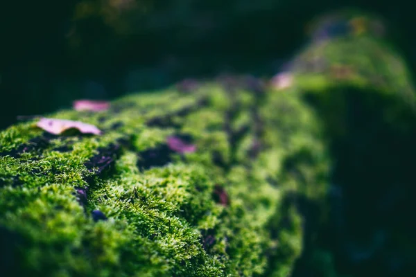 Ljus Grön Mossa Trädstam Närbild Mjuk Fokus Naturlig Bakgrund Och — Stockfoto