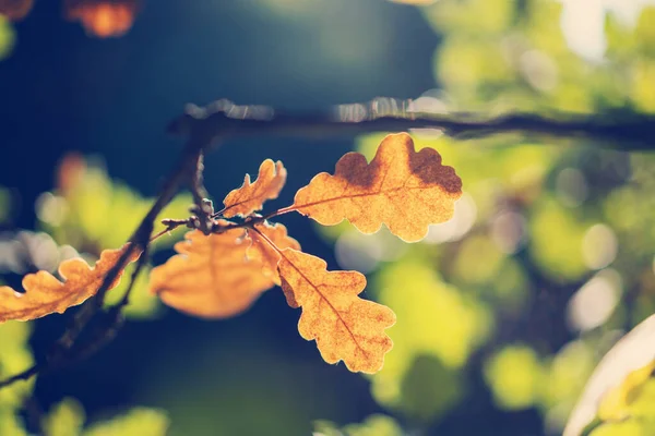 Foglie Gialle Quercia Vicino Fuoco Morbido Sfondo Naturale Consistenza — Foto Stock