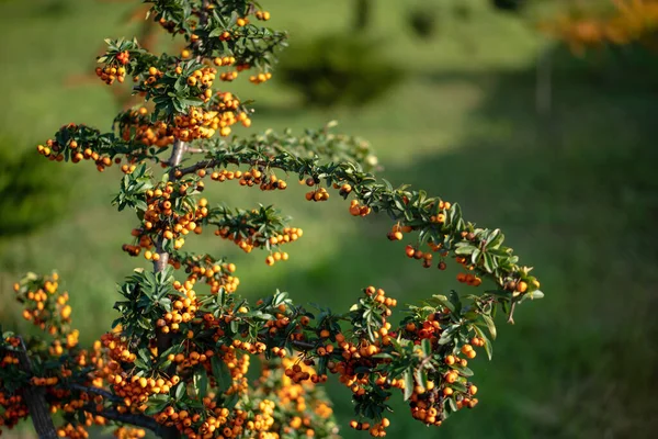 秋に非常に魅力的な火災ブッシュ火のとげピラカンサコトネスター観賞植物の赤い果実の範囲 — ストック写真