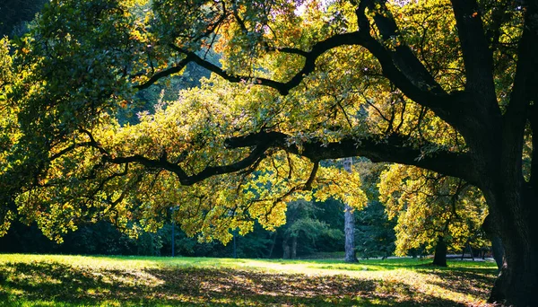 Helder Herfstlandschap Eikenboom Het Park Met Grote Takken Omgevallen Bladeren — Stockfoto