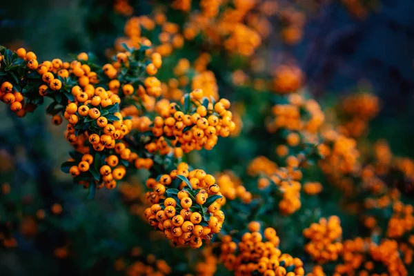 Variedade Bagas Vermelhas Fogo Arbusto Espinheiro Pyracantha Cotoneaster Planta Ornamental — Fotografia de Stock