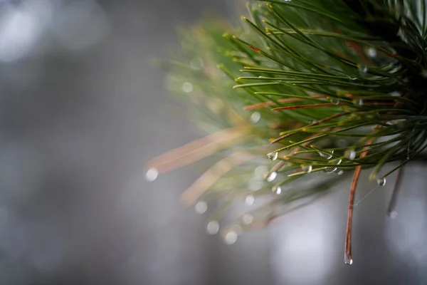 Regndroppar Barr Tall Träd Naturliga Eco Bakgrund Och Konsistens — Stockfoto