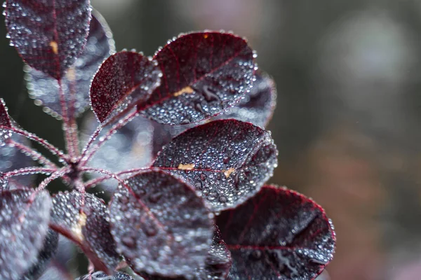 Belles Feuilles Rouges Buisson Gouttes Rosée Glace Gros Plan Texture — Photo