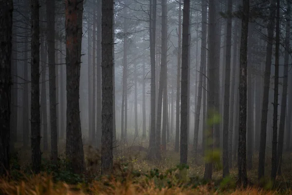 Beautiful landscape of a magical mystical forest, fog in a wild forest with tall trees