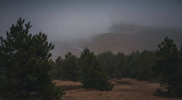 Beautiful Magnificent Landscape Mountains Pine Forest Fog Cloudy Day — Stock Photo, Image