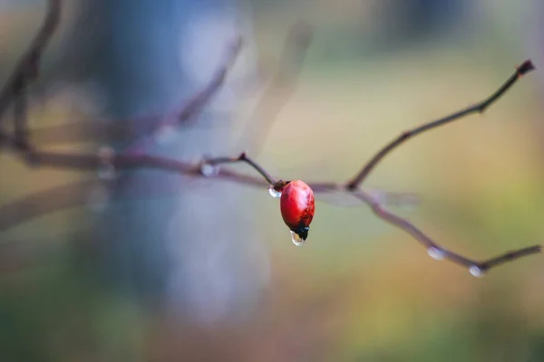 Rode Bes Tak Regendruppels Het Bos Abstracte Prachtige Natuur — Stockfoto