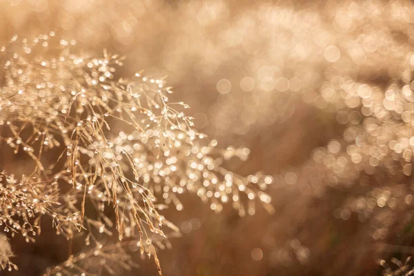 森の中の乾いた黄金の草の上に雨滴自然生態系の背景テクスチャ マクロ画像 — ストック写真