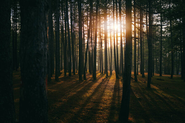 Beautiful sunset landscape in pine forest with high tree trunks sunbeams