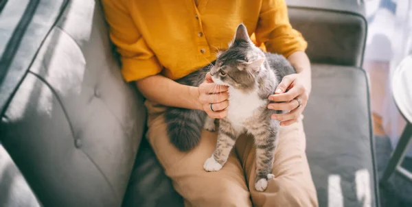 아름다운 회색 고양이, 소파에 집에 있는 여주인의 무릎에 앉아 사랑과 애완 동물과의 의사소통 — 스톡 사진