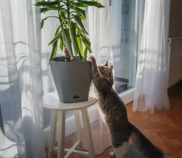 Gato cinzento fofo bonito que joga atacando o interior com planta envasada verde em casa — Fotografia de Stock