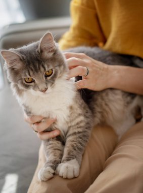 Güzel, tüylü, gri kedi evcil hayvanlarla iletişim, sevgi ve kanepede ev sahibesinin kucağında oturuyor.