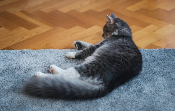 Belo gato doméstico cinza deitado em casa em um tapete fofo e piso de madeira — Fotografia de Stock