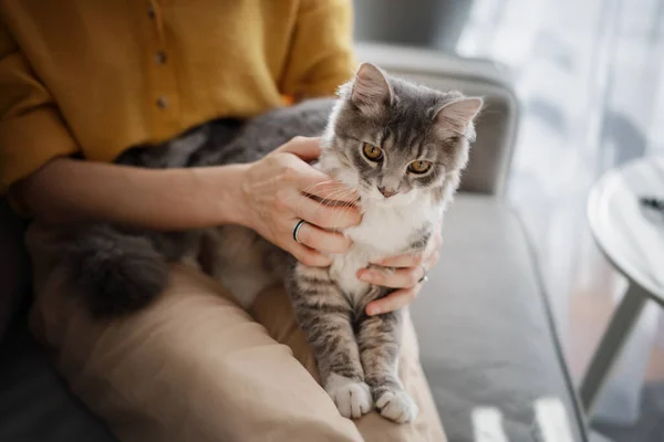 Schöne graue Katze sitzt auf dem Schoß der Gastgeberin zu Hause auf der Couch, Liebe und Kommunikation mit Haustieren — Stockfoto