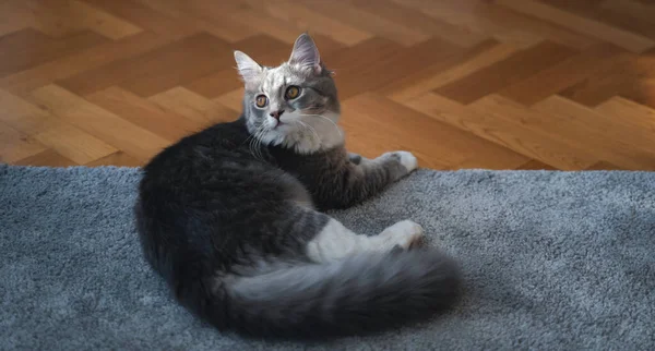 Beautiful gray domestic cat lying at home on a fluffy carpet and wooden floor — Stock Photo, Image