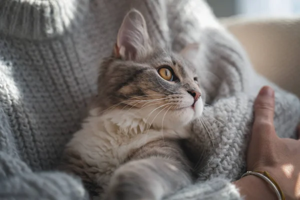 Retrato Hermoso Gato Gris Esponjoso Las Manos Una Mujer Suéter —  Fotos de Stock