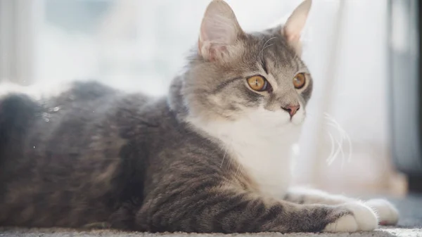 Gri Tüylü Kedi Yavrusu Evcil Hayvan Yakın Plan Portrede Oturuyor — Stok fotoğraf