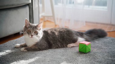 Gri tüylü kedi yavrusu evcil hayvan. Evdeki halının üzerinde yatıyor.