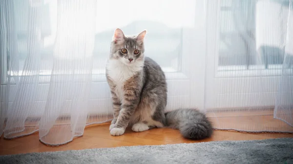 Hermosa Mascota Gris Gatito Esponjoso Sentado Suelo Lado Ventana —  Fotos de Stock