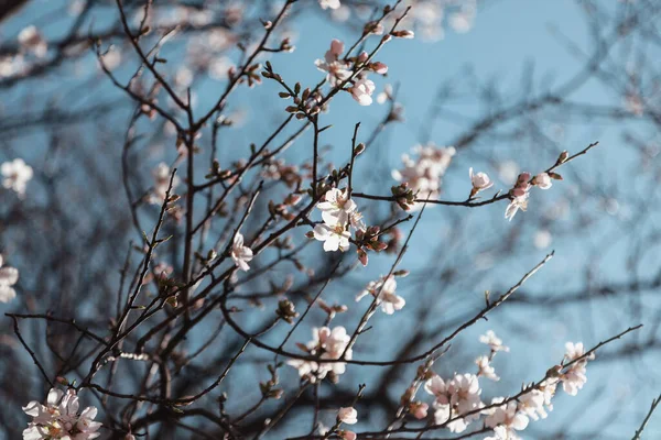 青い空にアーモンドの美しい春の背景開花枝背景 — ストック写真