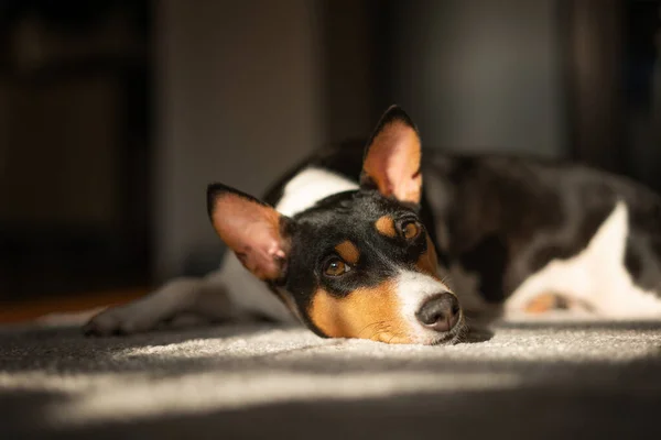 Krásný Roztomilý Basenji Pes Ležící Doma Šedém Koberci — Stock fotografie