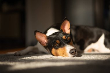 Beautiful cute Basenji dog lying at home on gray carpet clipart