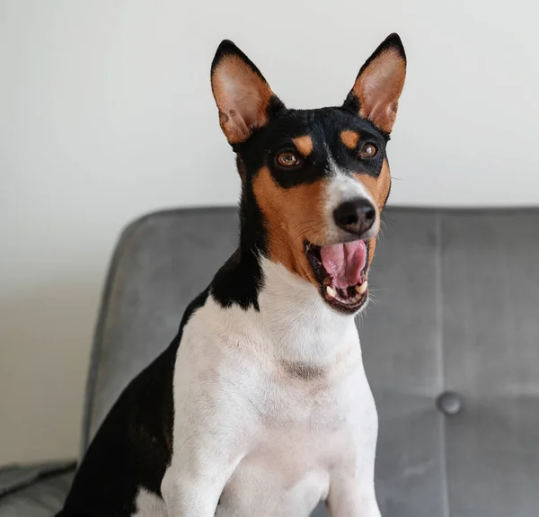 Portrét basenjiho psa sedícího doma na pohovce a zívajícího legračně na hlavě — Stock fotografie