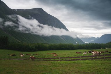 Norveç İskandinavya, tarım ve kırsal yaşam tarzında dağların arka planında ineklerle yeşil otlak