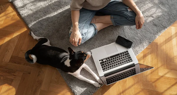 Basenji Pies Laptop Szarym Dywanie Podłodze Widok Góry Kobieta Siedząca — Zdjęcie stockowe