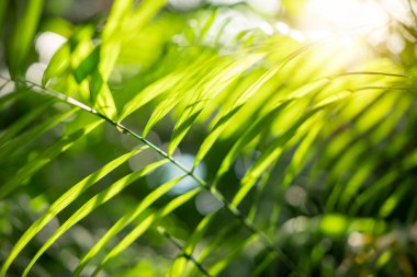 Güneş ışığında bir palmiye ağacının yeşil yaprağı, güzel bir tropikal arka plan.