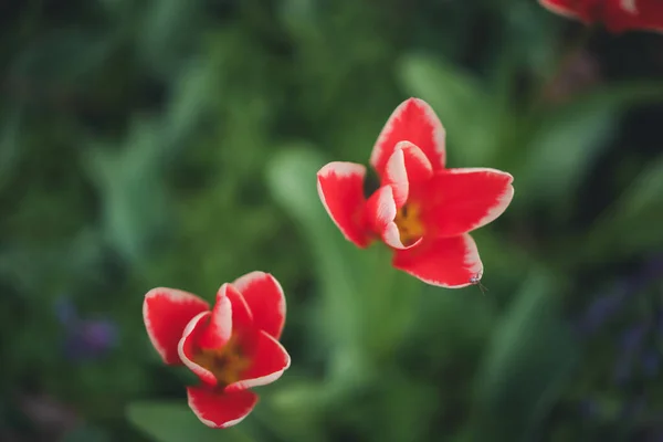 Rojo Brillante Hermosos Tulipanes Hierba Verde Fondo Floral Primavera Imagen —  Fotos de Stock