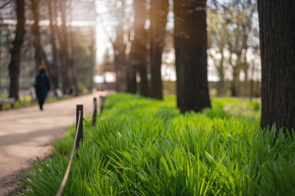 Weg Het Voorjaar Stadspark Fris Groen Gras Natuur Stedelijk Landschap — Stockfoto