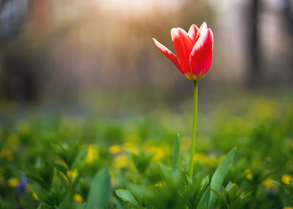 Tulipán Rojo Brillante Hermoso Hierba Verde Jardín Fondo Floral Primavera —  Fotos de Stock