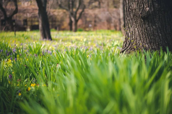 Bellissimo Paesaggio Primaverile Estivo Luminoso Prato Fiorito Tronco Albero — Foto Stock