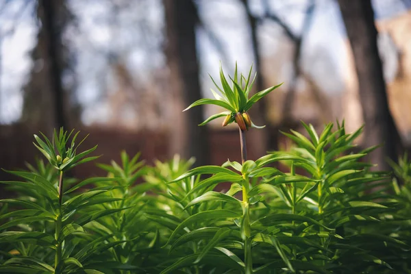 Färska Gröna Växter Vårparken Vacker Naturlig Abstrakt Bakgrund — Stockfoto