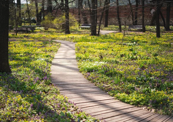 Houten Pad Een Groene Lente Zonnige Park Een Plek Voor — Stockfoto