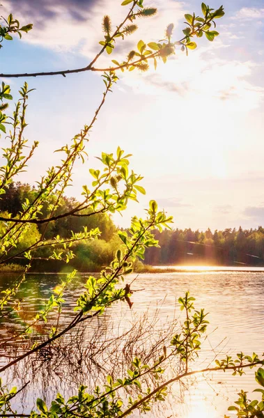 Árvore Com Folhas Verdes Frescas Lago Pôr Sol Belo Verão — Fotografia de Stock