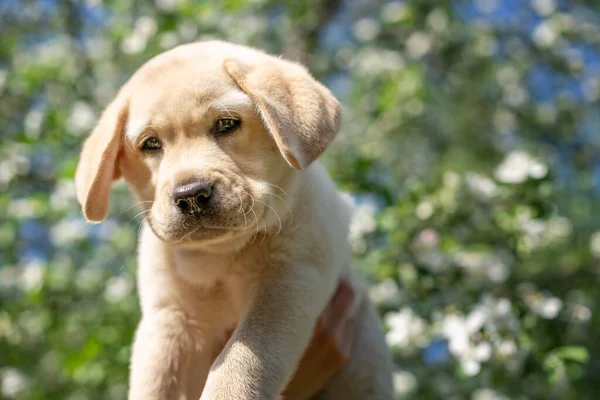 開花木の背景に春の庭で好きなラブラドール取得のかわいい子犬の肖像画 ヘッドアップ — ストック写真