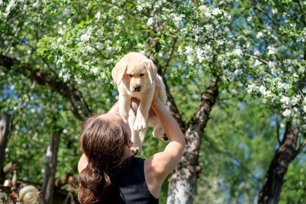 Jonge Vrouw Met Schattig Labrador Puppy Het Voorjaar Tuin Opvoeden — Stockfoto