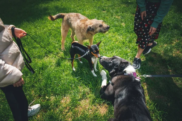 Drie Honden Aan Leiband Ontmoeten Elkaar Snuffelen Aan Elkaar Tijdens — Stockfoto
