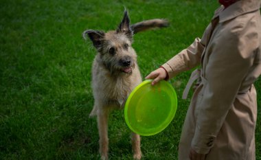 Yeşil yaz parkında köpekle oynayan kız bir tabak frizbi atıyor.